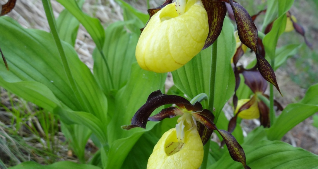 Orchideenweg - Senda d’orchideas (oua_43758129_image)