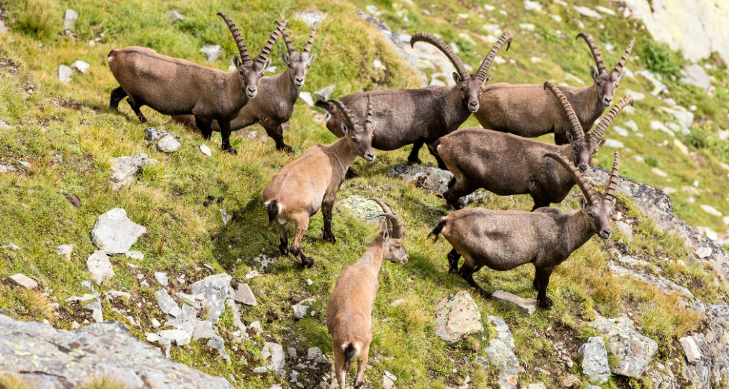 Steinböcke im Naturpark Beverin