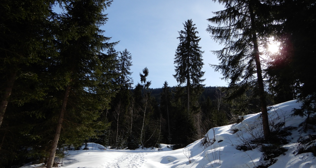 Aufstieg durch den Wald Aufstieg durch den Wald