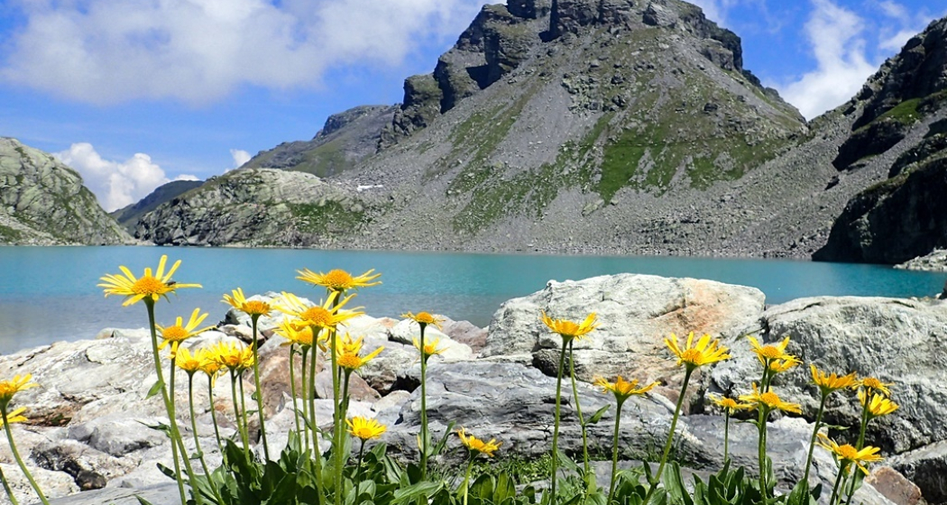 Hochalpine Fauna beim Wildsee Hochalpine Fauna beim Wildsee