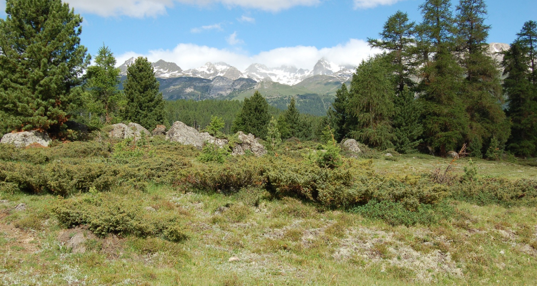 Ebene der Alp da Staz Ebene der Alp da Staz