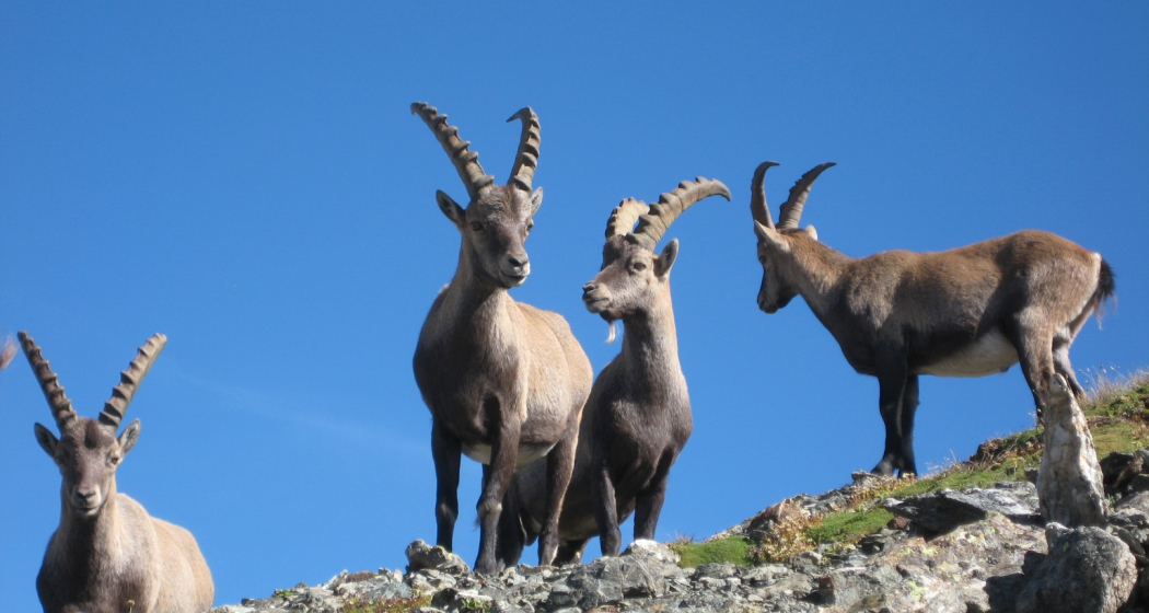 Steinböcke im Albris Gebiet Steinböcke im Albris Gebiet