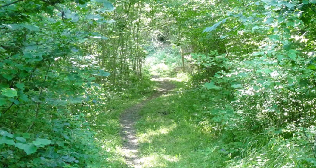 Durch den Böschenwald Durch den Böschenwald