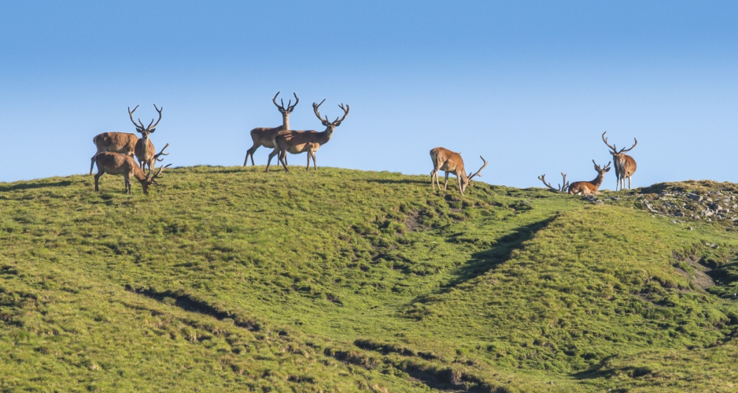 Hirsche im Val Trupchun Hirsche im Val Trupchun