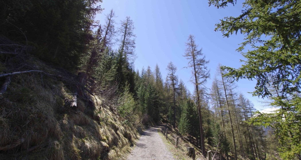 Durch den Wald hoch Richtung Arpiglia