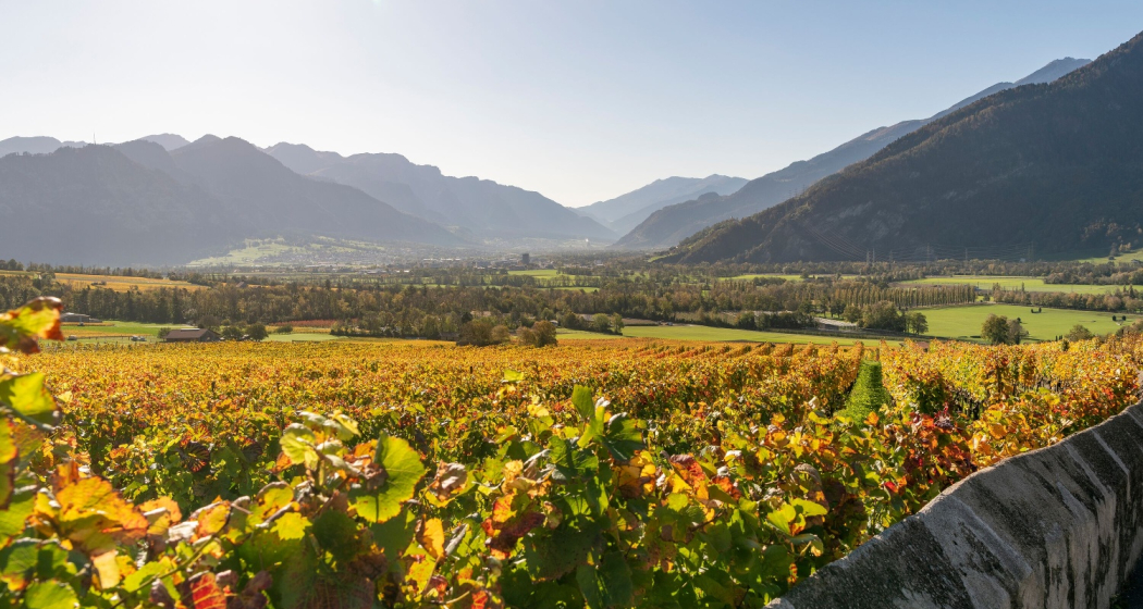 Weinberge Jenins Weinberge Jenins