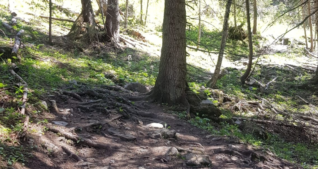wurzliger Löser Trail wurzliger Löser Trail