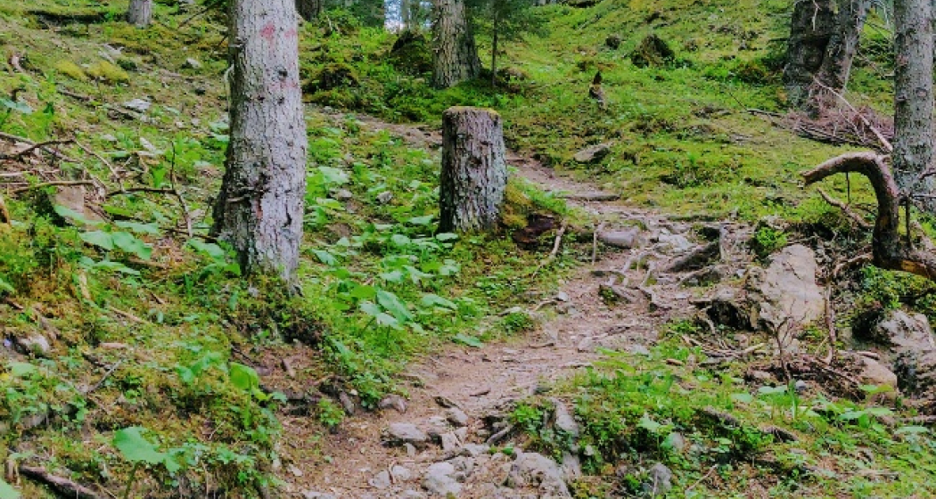 Trail Grüenseeli Trail Grüenseeli