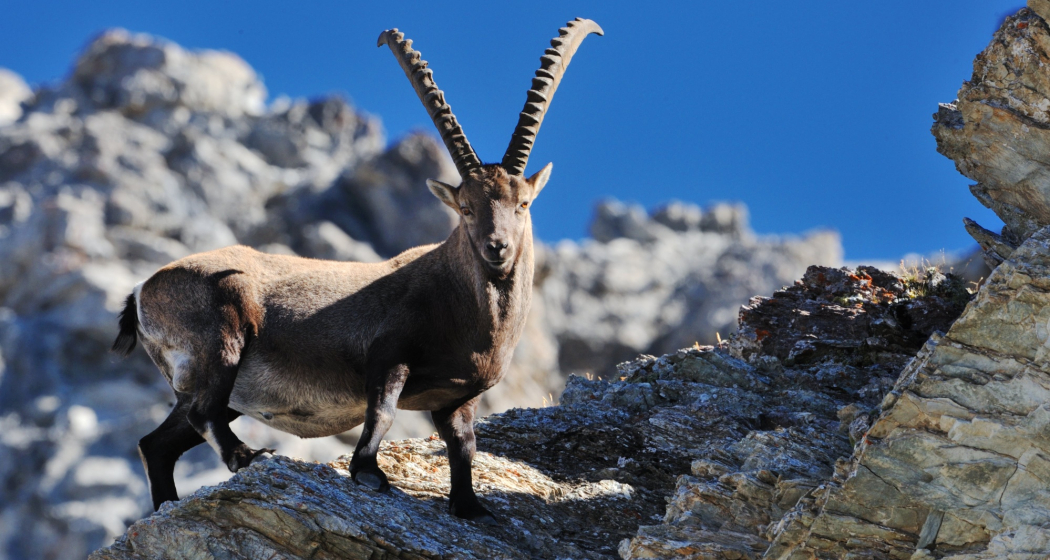 Steinbock Steinbock