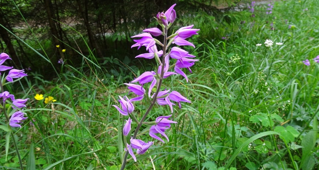 Orchideenwanderung am Lag digl Oberst in Laax (oua_50208036_image) Orchideenwanderung am Lag digl Oberst in Laax (oua_50208036_image)
