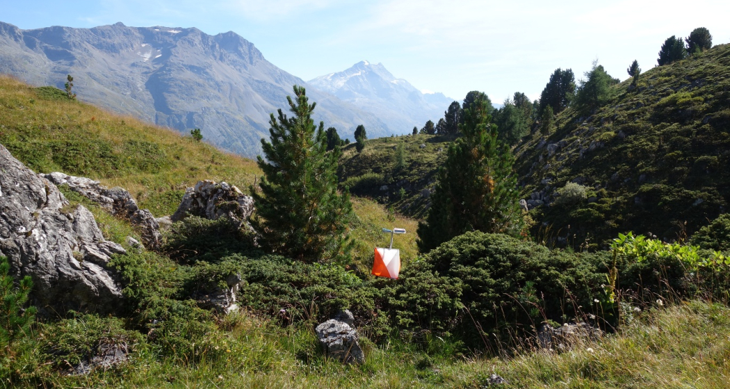 OL Posten auf Corviglia OL Posten auf Corviglia