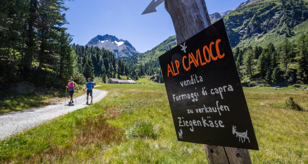 Alp Cavlocc Alp Cavlocc