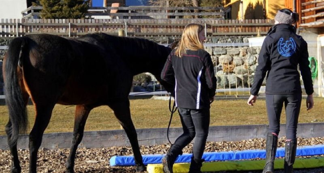 EquiCoaching - personal Training für dein Pferd, Brigels (oua_51156535_image) EquiCoaching - personal Training für dein Pferd, Brigels (oua_51156535_image)
