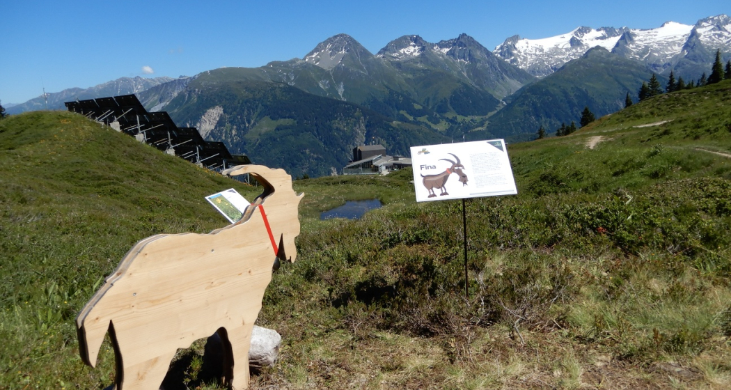 Ziege auf dem Kräuterpfad