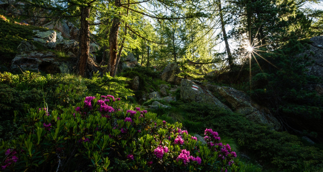 Via Alpina nel Moesano - Passo Balniscio - B.tta Pianca Geneura (oua_51747740_image)