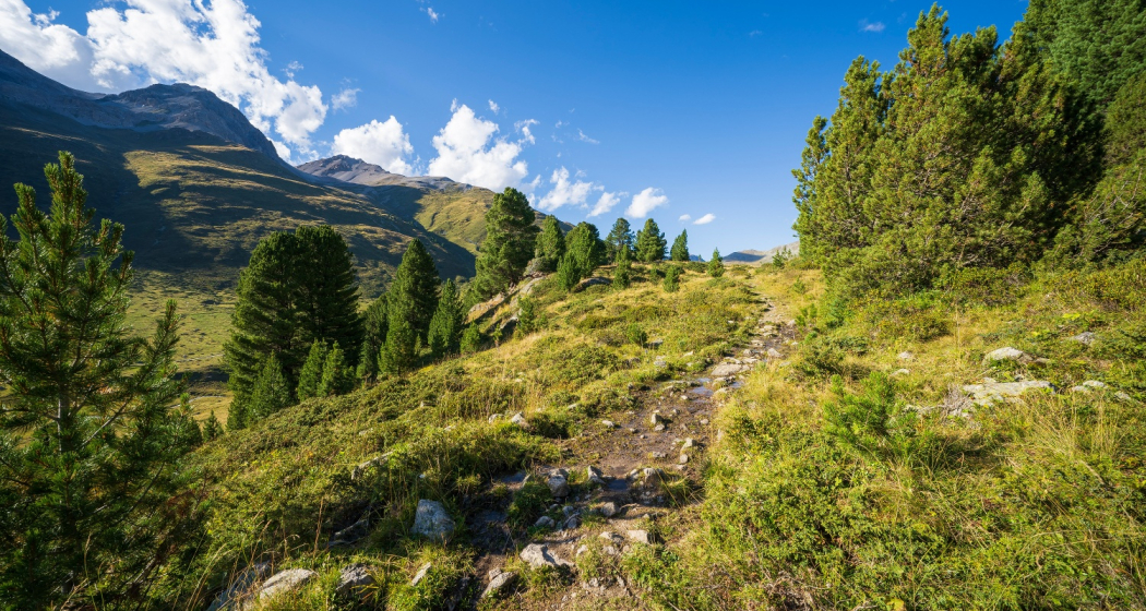 Im Arvenwald God da Tamangur. Im Arvenwald God da Tamangur.