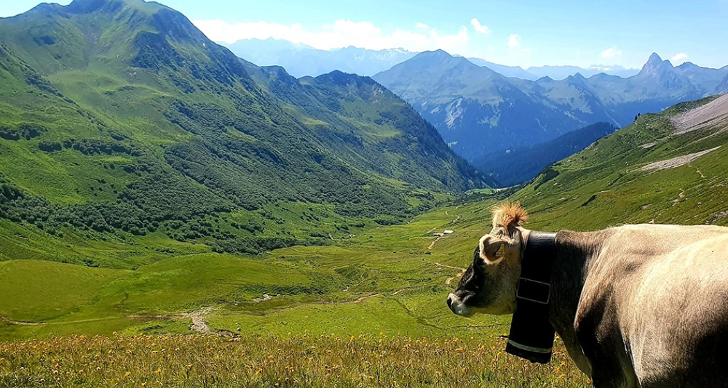 Ausblick in Richtung Valsertobel geniessen, warten bis Gäste vorbeikommen Ausblick in Richtung Valsertobel geniessen, warten bis Gäste vorbeikommen