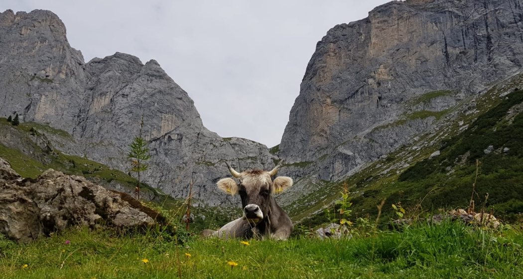 Grenzwache durch Rhätisches Grauvieh, direkt Unterhalb des Schweizertor Grenzwache durch Rhätisches Grauvieh, direkt Unterhalb des Schweizertor