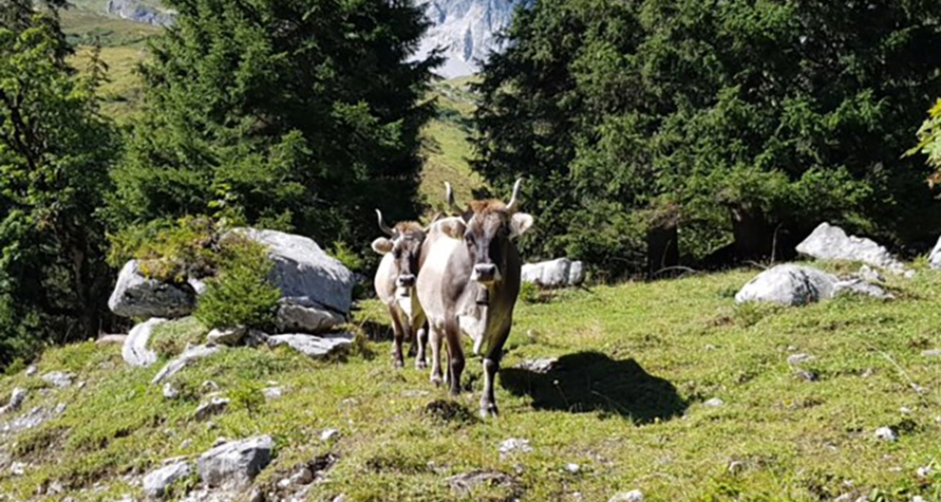 Zwei Feriengäste tauchen zwischen den Bäumen auf Zwei Feriengäste tauchen zwischen den Bäumen auf