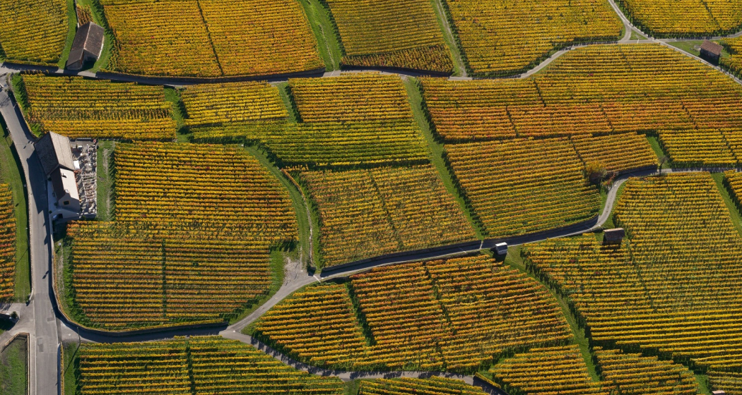 Der Alte Torkel Jenins und der Rebrundgang von oben Der Alte Torkel Jenins und der Rebrundgang von oben