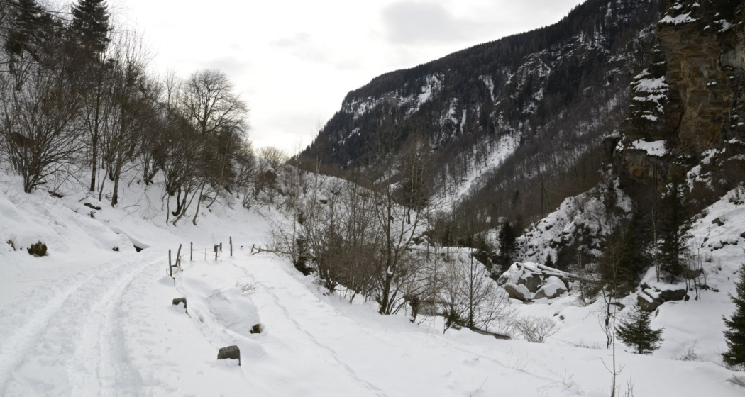 Rossa - Pro de Leura - Sespet - Alp de Naucal (oua_56029224_image) Rossa - Pro de Leura - Sespet - Alp de Naucal (oua_56029224_image)