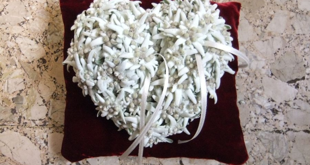 Fluors & Orticultura Malgiaritta (oua_56326826_image)