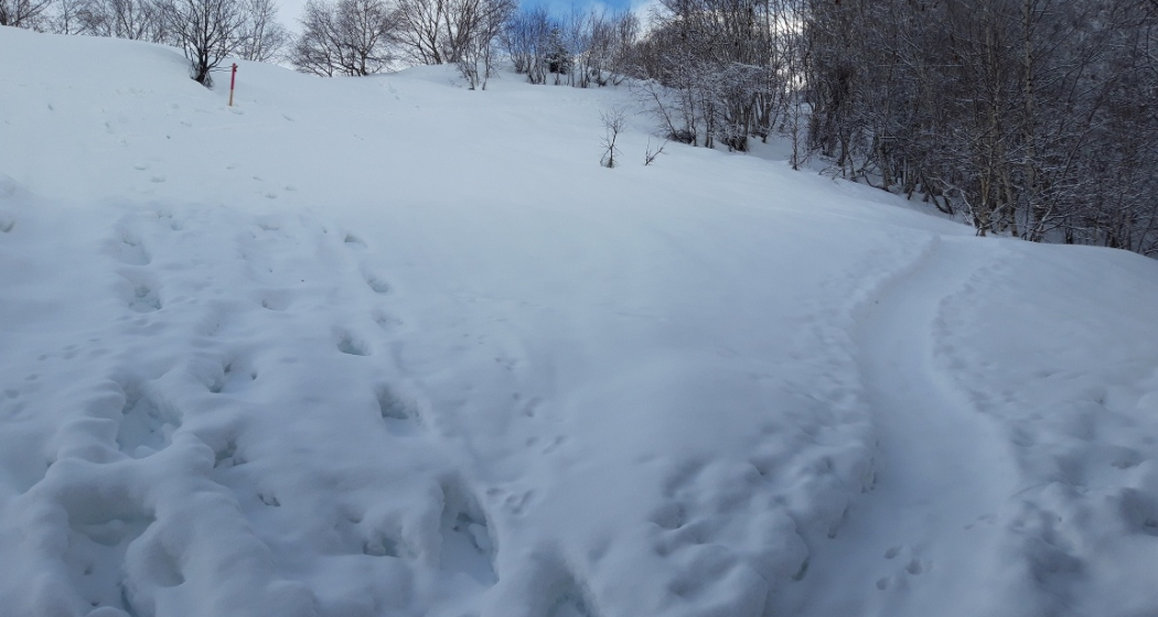 Durch den Birkenwald