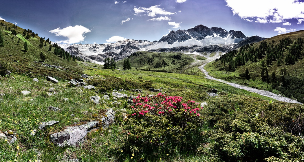 Arvenliebe (oua_56876139_image)