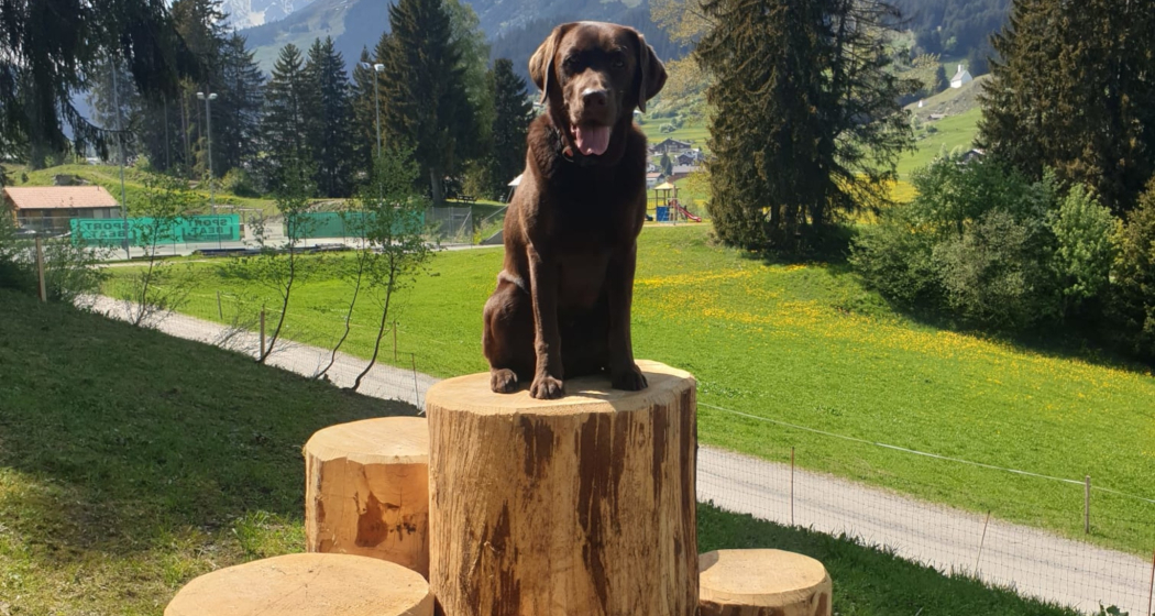 Hund beim Hundepark Vals in Brigles Hund beim Hundepark Vals in Brigles
