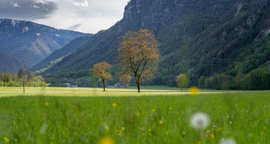 10k Lostallo (oua_602678241_image) 10k Lostallo (oua_602678241_image)