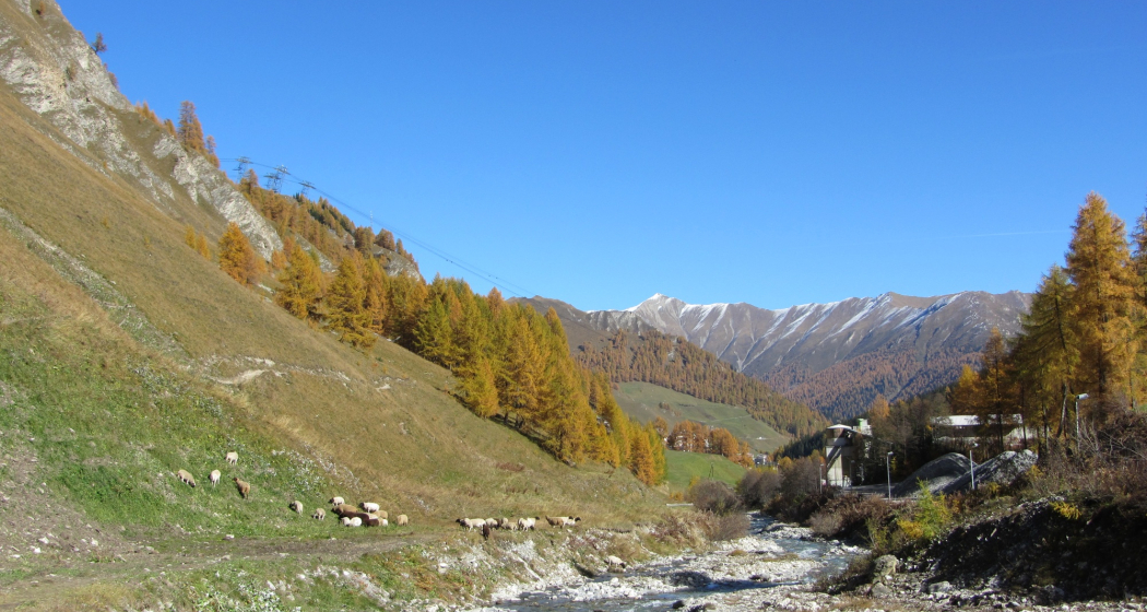 Schergenbach im Herbst