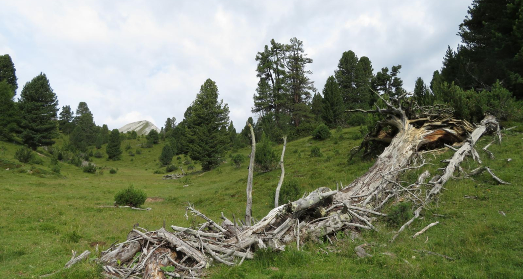 Buffalora - Jufplaun (oua_606870431_image)