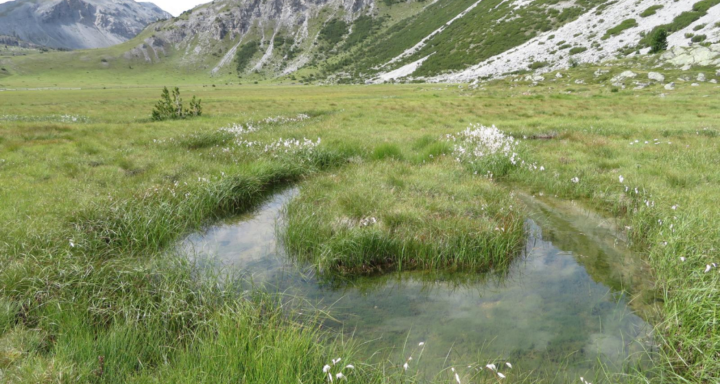 Buffalora - Jufplaun (oua_606870432_image)