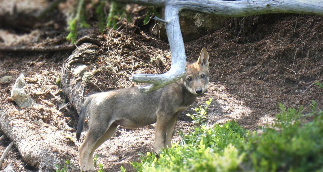 Dieser Wolf wurde als Jungwolf des neuen Stagias-Rudels ausgemacht Dieser Wolf wurde als Jungwolf des neuen Stagias-Rudels ausgemacht