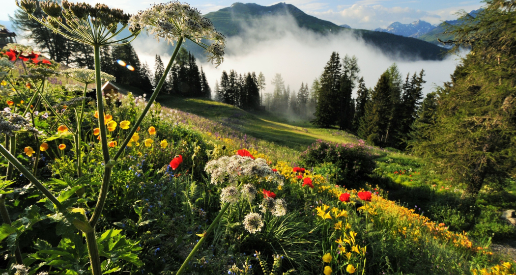 Die bunten Blumen des Alpinums spiegeln sich im Grün der umgebenden Natur. Die bunten Blumen des Alpinums spiegeln sich im Grün der umgebenden Natur.