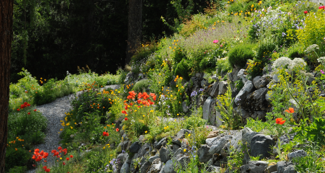 Alpinum Schatzalp (oua_617295713_image) Alpinum Schatzalp (oua_617295713_image)