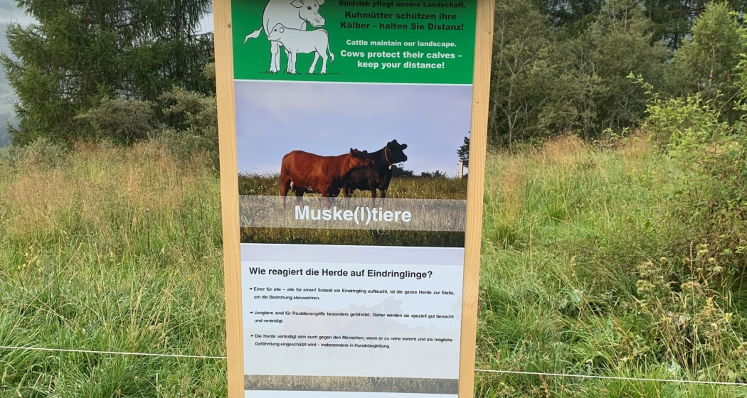 Lerhpfad Rindvieh Lerhpfad Rindvieh