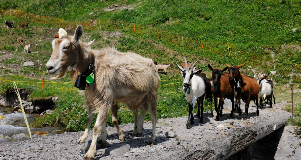 Alprestaurant Siez (oua_622367592_image)