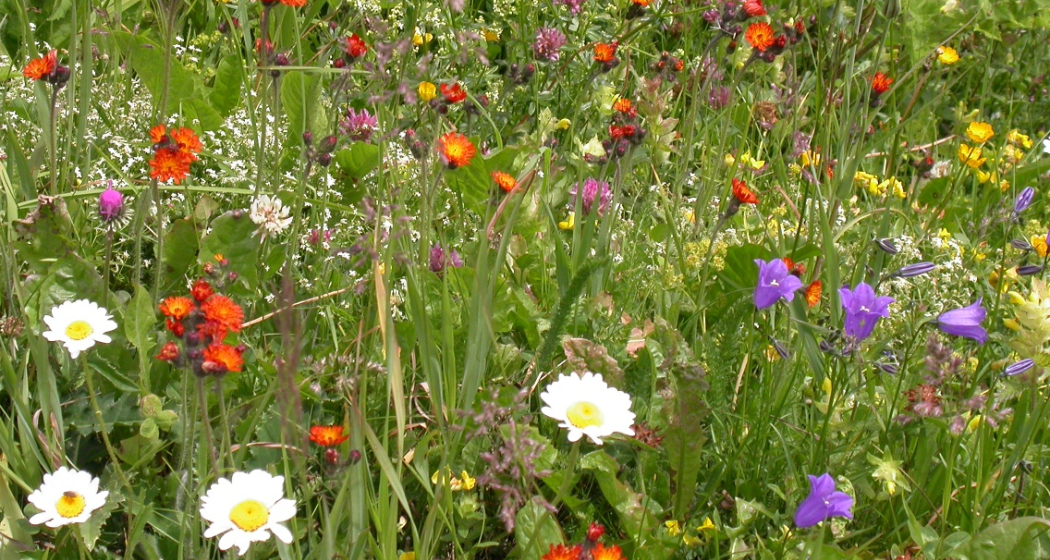 Fauna und Flora Schanfigg Fauna und Flora Schanfigg