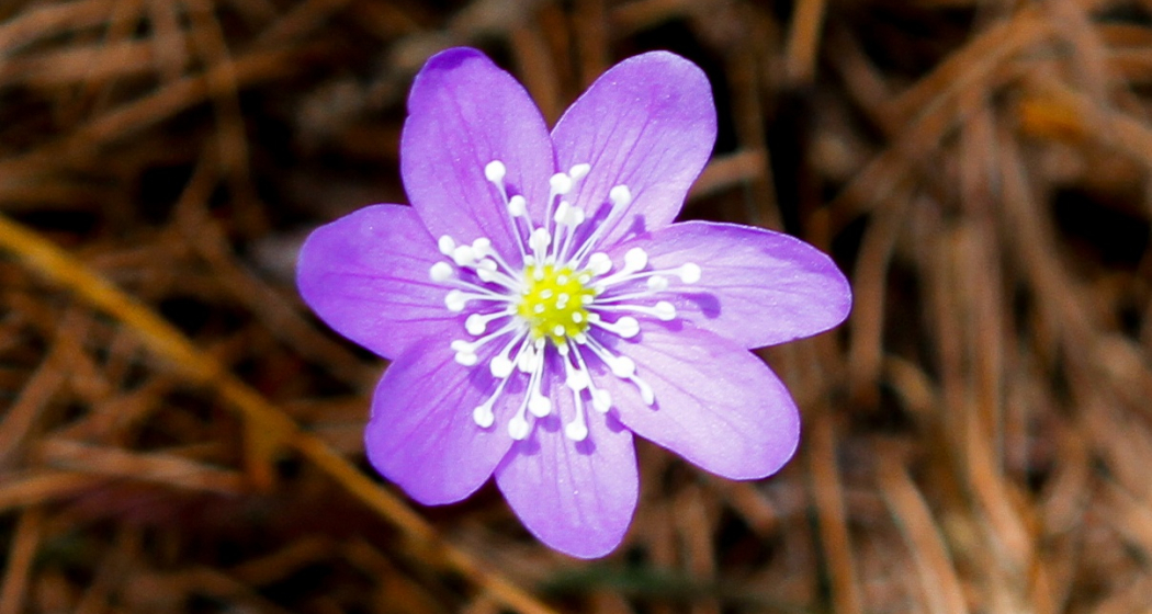 Leberblümchen Leberblümchen