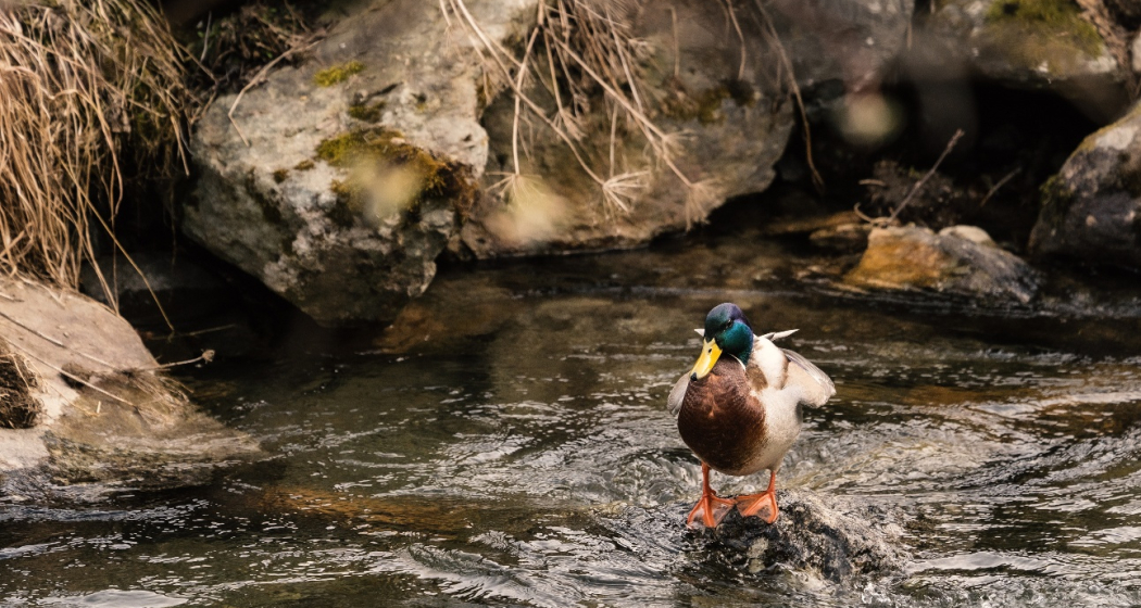 Dammweg Islen (oua_65688275_image)