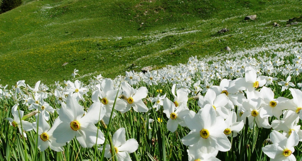 Wilde Narzissenfelder in Seewis
