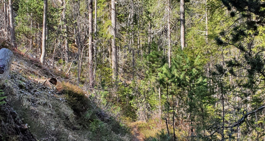 Trailrun leicht - Landwasserviadukt - Filisur (oua_70372895_image)