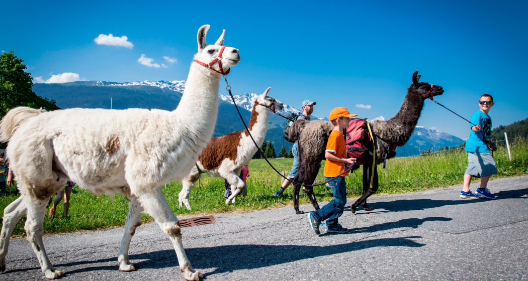 Das Foto zeigt eine Familie die einen Ausflug mit Lamas macht Das Foto zeigt eine Familie die einen Ausflug mit Lamas macht