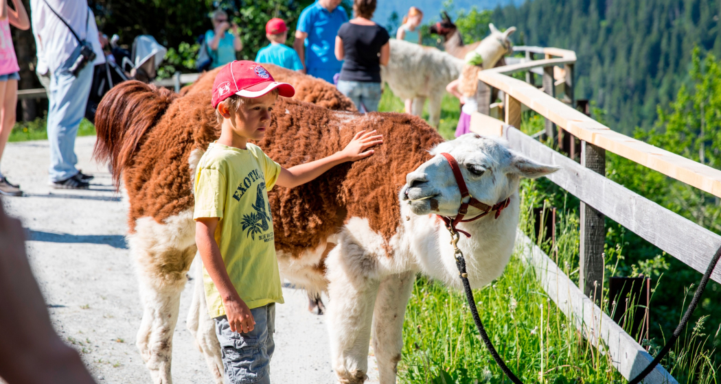 Das Foto zeigt einen kleinen Jungen der ein Lama streichelt Das Foto zeigt einen kleinen Jungen der ein Lama streichelt