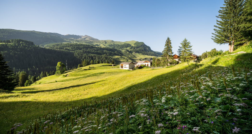 Sur En d'Ardez (oua_72937964_image) Sur En d'Ardez (oua_72937964_image)