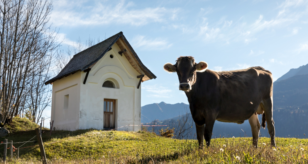 Kapelle St. Valentin in Ruschein mit eine Kuh im Vordergrund Kapelle St. Valentin in Ruschein mit eine Kuh im Vordergrund