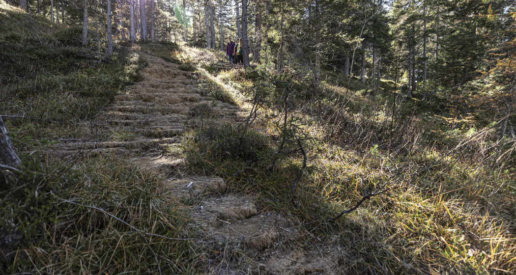 Quelltuff San Jon Dadaint