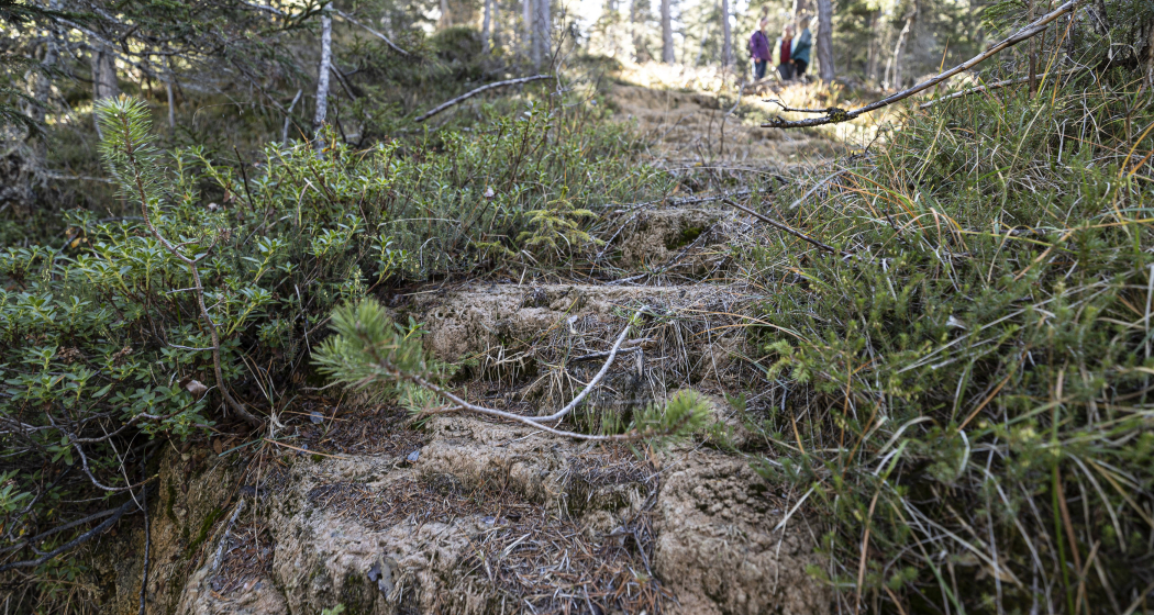 Quelltuff San Jon Dadaint Quelltuff San Jon Dadaint