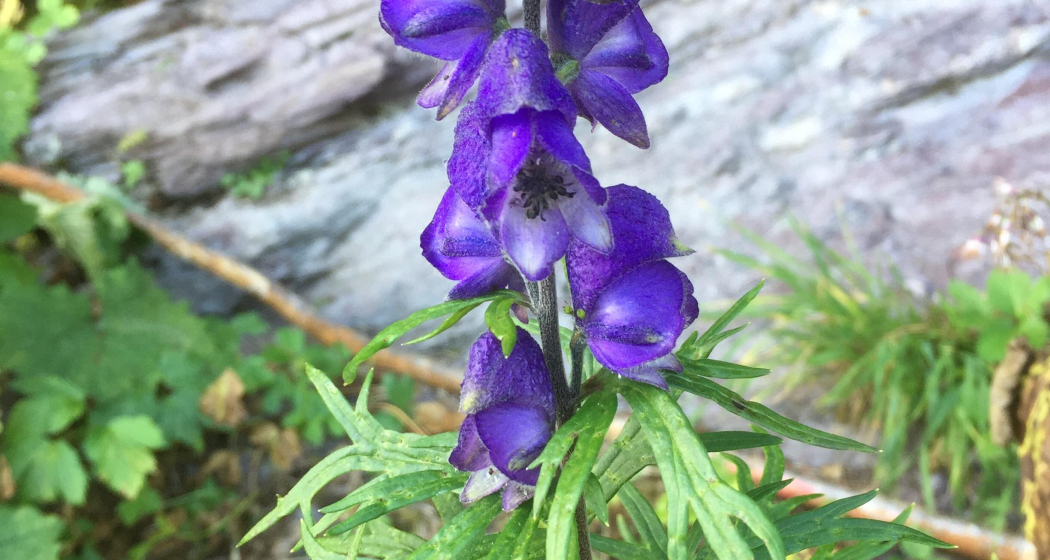 blauer Rittersporn blauer Rittersporn